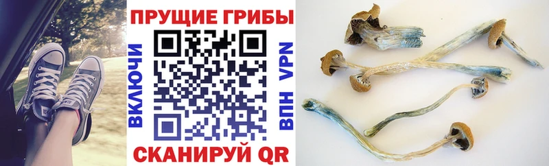 Купить Светогорск Галлюциногенные грибы Magic Shrooms